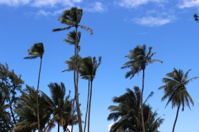 Love palm trees on a blue sky.